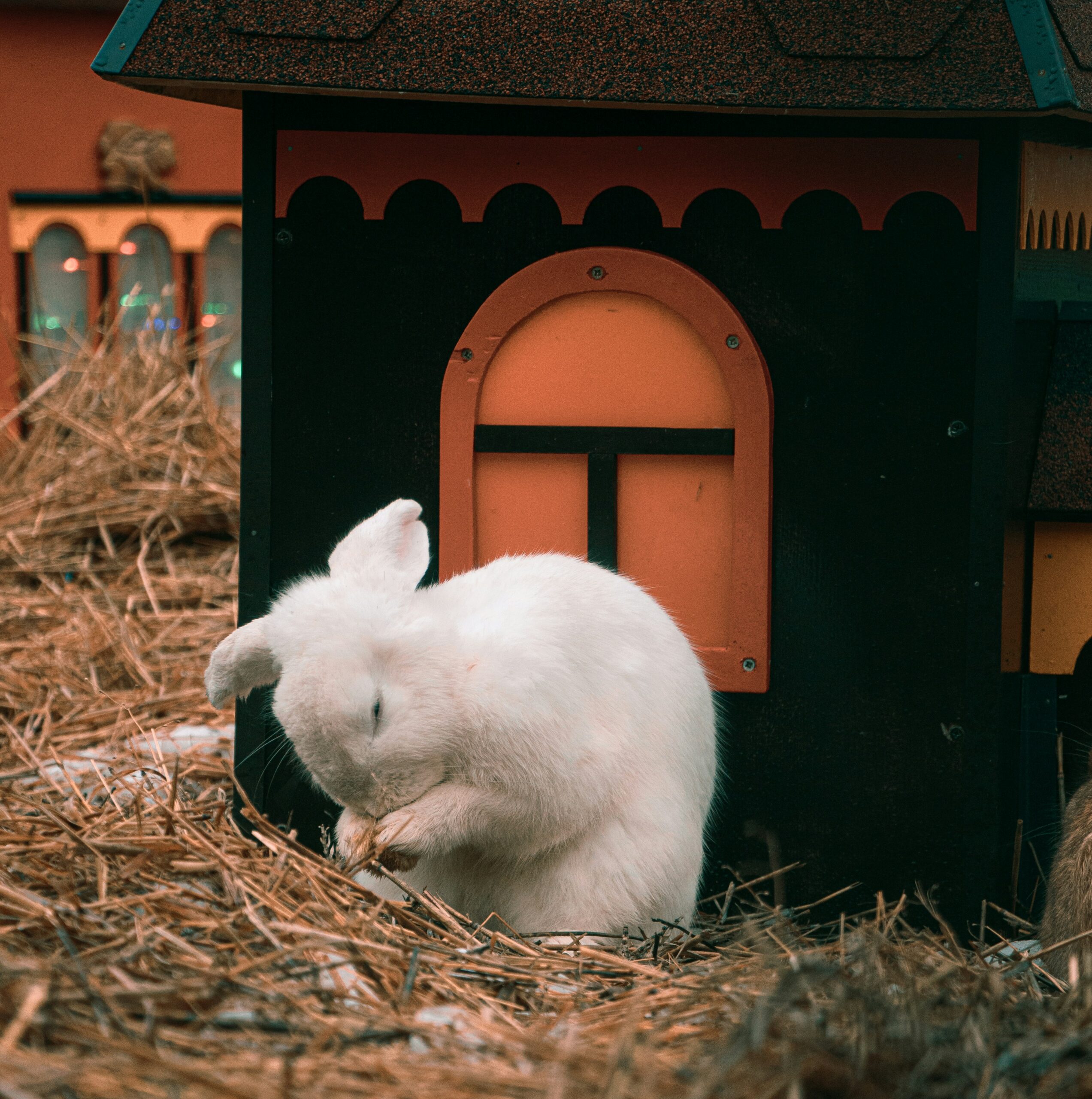 Rabbit hutch
