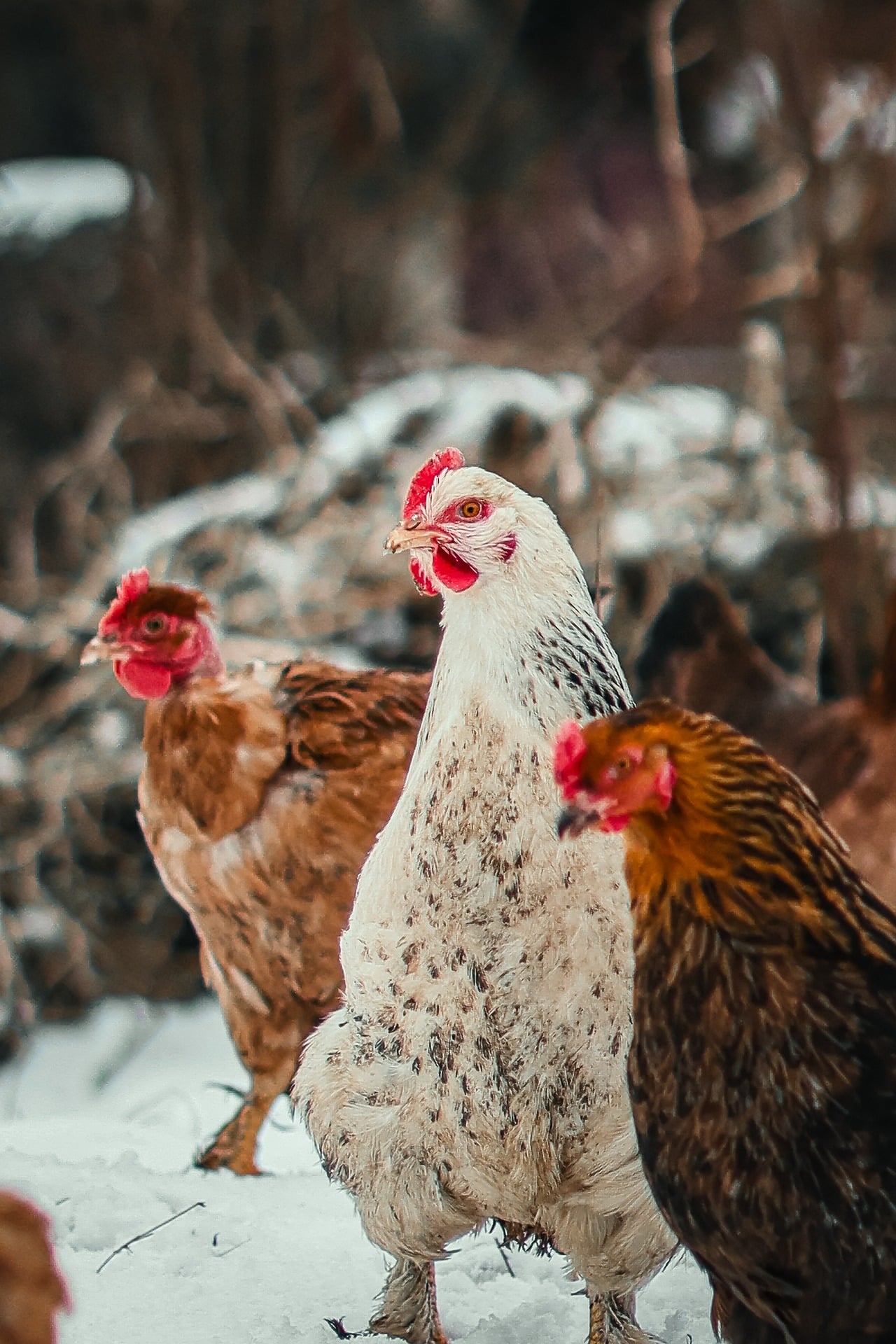 Winter Chickens