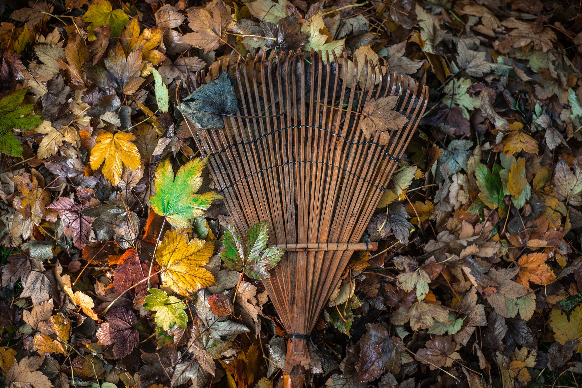 A rake with leaves.