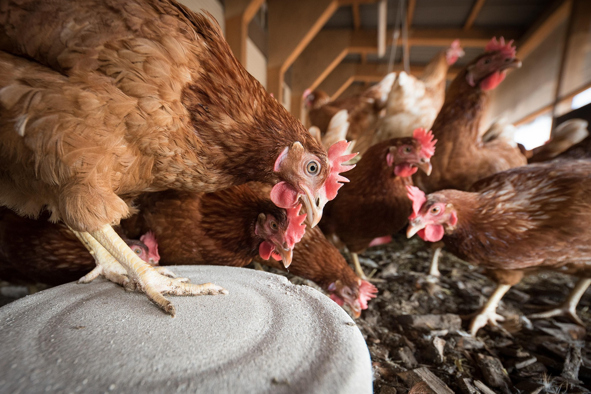 Flock of chickens