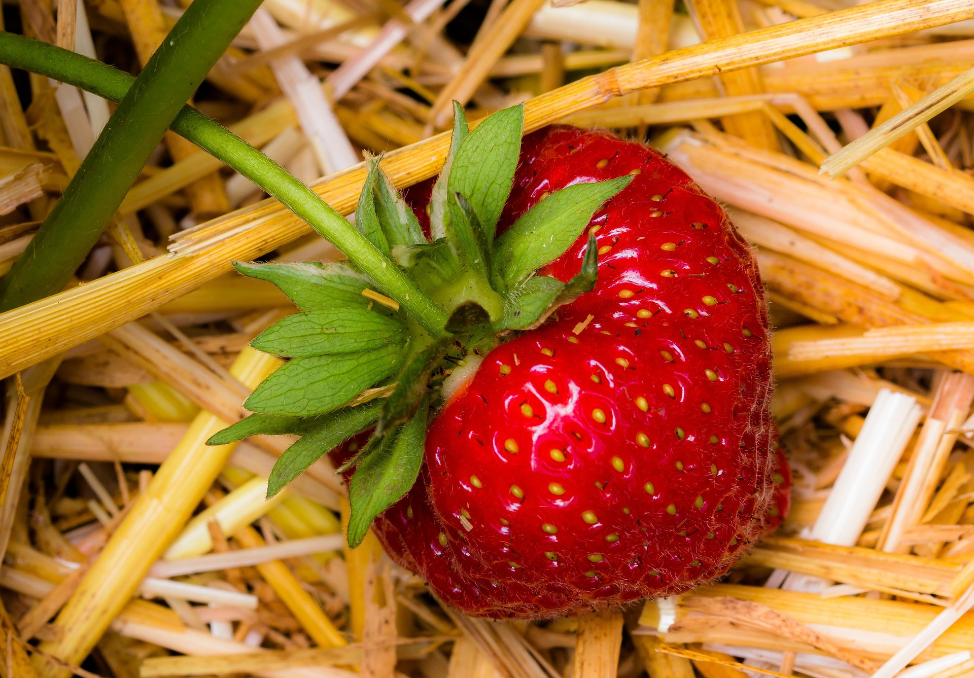 close up of a strawberry on the vine