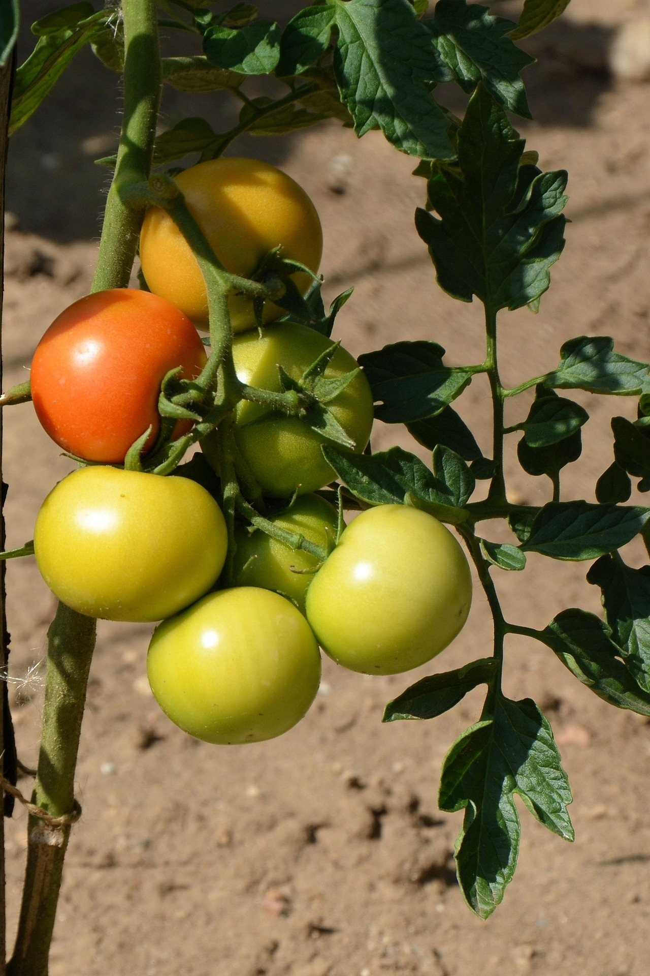 Tomatoes on the vine