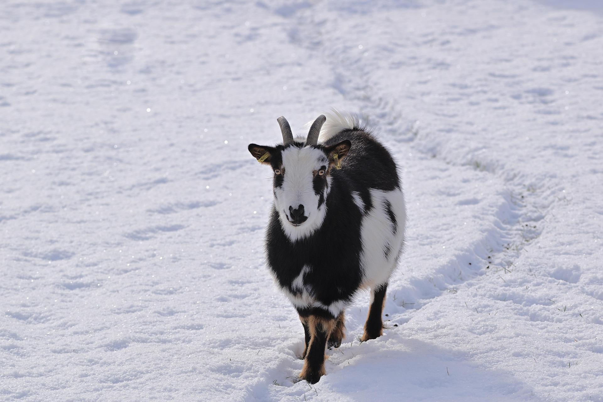 A goat in snow