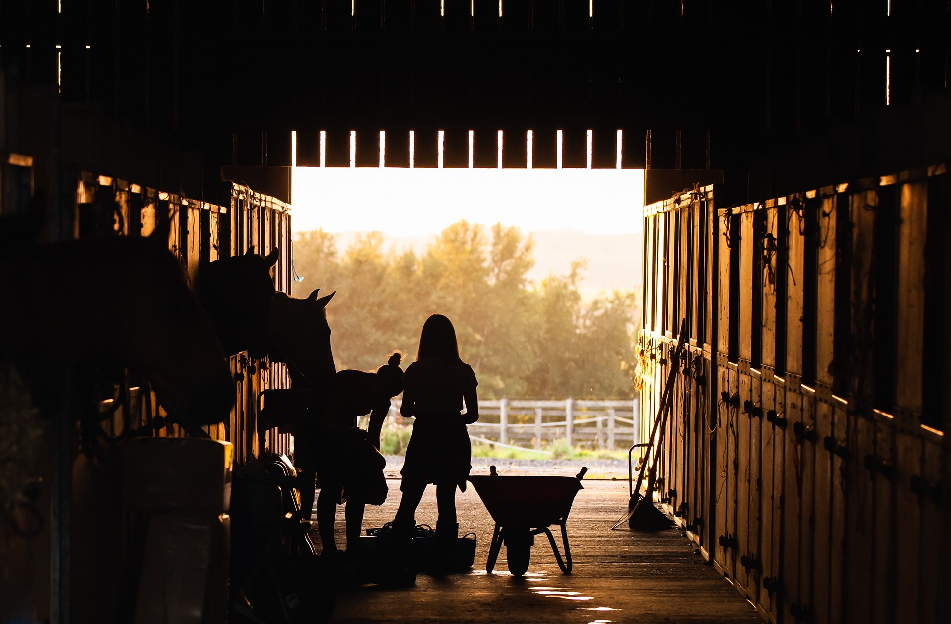 A barn of animals